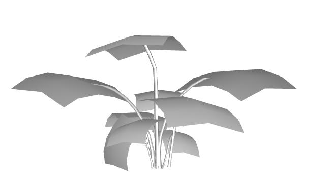 Monstera_deliciosa.jpeg
